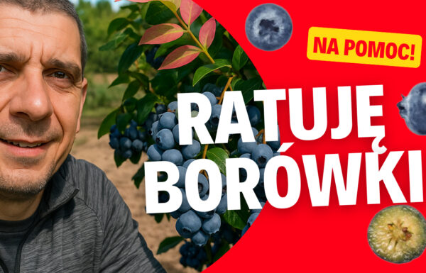 Music Kategoria Sprzedawca Galeria djdudu