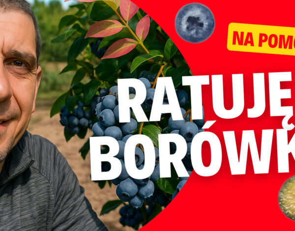 Music Kategoria ofert Dj Dudu srututu